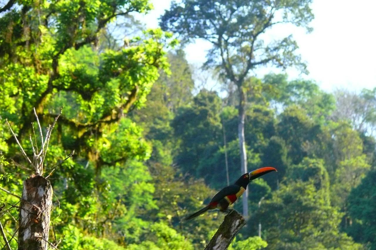 Rafiki Safari Lodge Savegre Oda fotoğraf